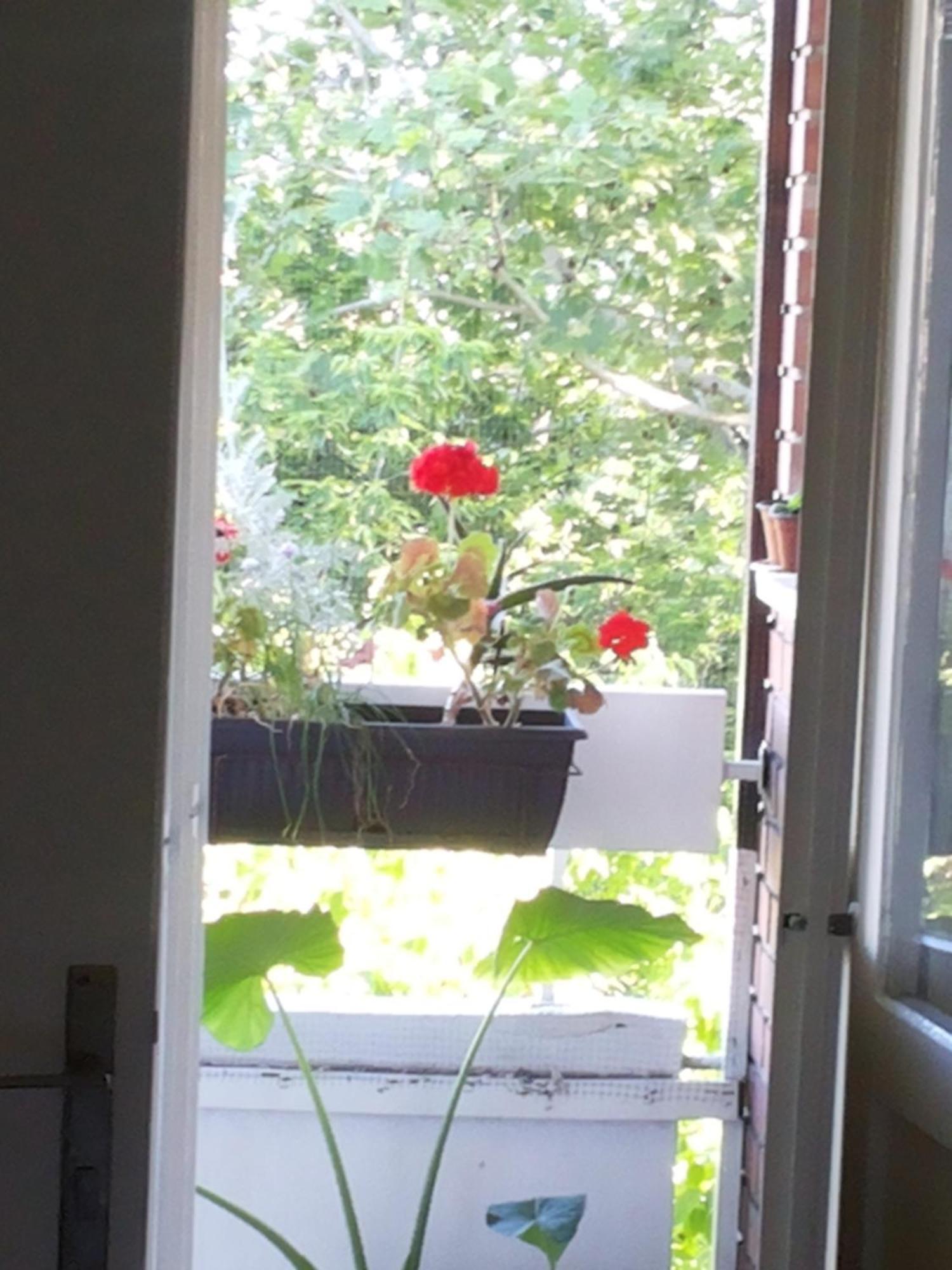 B&B Girasole Novi Sad Rum bild